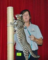 South American geoffroy's cat is presented during an outreach program